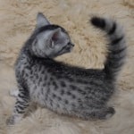 Mau silver female DOB 11-25-22