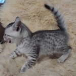 Mau silver female DOB 11-25-22