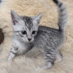 Mau silver female DOB 11-25-22