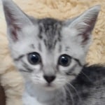 Mau silver female DOB 11-25-22