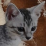 Mau silver female DOB 11-25-22