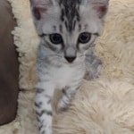 Mau silver female DOB 11-25-22