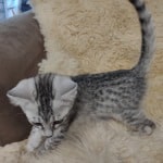 Mau silver female DOB 11-25-22