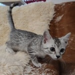Mau silver female DOB 11-25-22