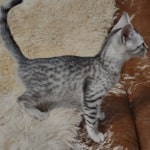 Mau silver female DOB 11-25-22