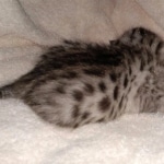 Egyptian Mau silver kitten female DOB 2-27-21