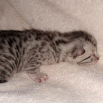 Egyptian Mau silver kitten female DOB 2-27-21
