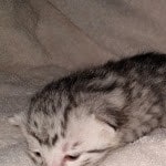 Egyptian Mau silver kitten female DOB 2-27-21