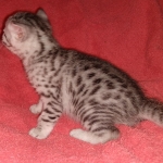 Egyptian Mau silver kitten female DOB 2-27-21
