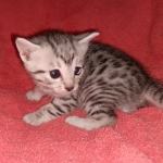 Egyptian Mau silver kitten female DOB 2-27-21