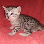 Egyptian Mau silver kitten female DOB 2-27-21