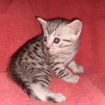 Egyptian Mau silver kitten female DOB 2-27-21