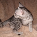 Egyptian Mau silver kitten female DOB 2-27-21