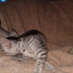 Egyptian Mau silver kitten female DOB 2-27-21