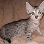 Egyptian Mau silver kitten female DOB 2-27-21