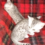 Egyptian Mau silver females DOB 2-27-21