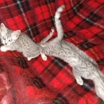 Egyptian Mau silver females DOB 2-27-21
