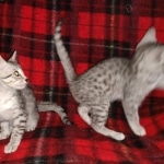 Egyptian Mau silver females DOB 2-27-21