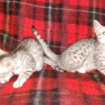 Egyptian Mau silver females DOB 2-27-21