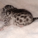 Egyptian Mau silver kitten female DOB 2-27-21