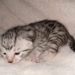 Egyptian Mau silver kitten female DOB 2-27-21