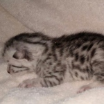 Egyptian Mau silver kitten female DOB 2-27-214-cf3b989eef1f_IMG_20210309_105608151