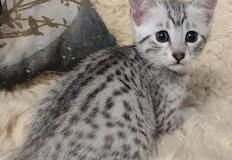 Moonpie Egyptian Mau Silver Female #3 DOB 3-13-23