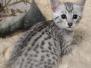 Moonpie Egyptian Mau Silver Female #3 DOB 3-13-23