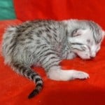 Mau Silver Female DOB 3-13-23