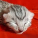 Mau Silver Female DOB 3-13-23