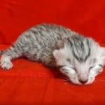 Mau Silver Female DOB 3-13-23