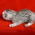 Mau Silver Female DOB 3-13-23