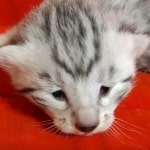 Mau Silver Female DOB 3-13-23