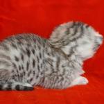 Mau Silver Female DOB 3-13-23