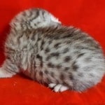 Mau Silver Female DOB 3-13-23