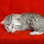 Mau Silver Female DOB 3-13-23