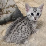 Mau Silver Female DOB 3-13-23