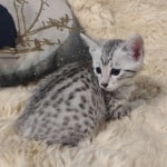 Mau Silver Female DOB 3-13-23