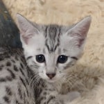 Mau Silver Female DOB 3-13-23