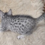 Mau Silver Female DOB 3-13-23