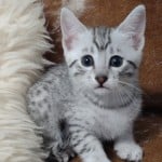 Mau Silver Female DOB 3-13-23