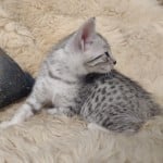 Mau Silver Female DOB 3-13-23