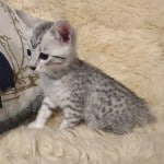 Mau Silver Female DOB 3-13-23