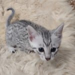 Mau Silver Female DOB 3-13-23