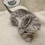 Mau Silver Female DOB 3-13-23