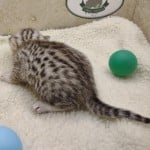 Mau Silver Female DOB 3-13-23