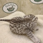 Mau Silver Female DOB 3-13-23