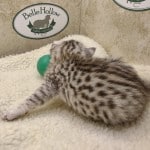 Mau Silver Female DOB 3-13-23