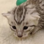 Mau Silver Female DOB 3-13-23