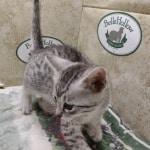 Mau Silver Female DOB 3-13-23